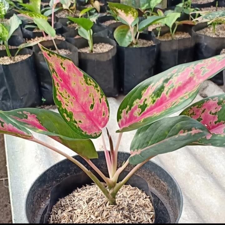 Tanaman hias aglonema kocin chameleon - kocin - aglonema - bunga