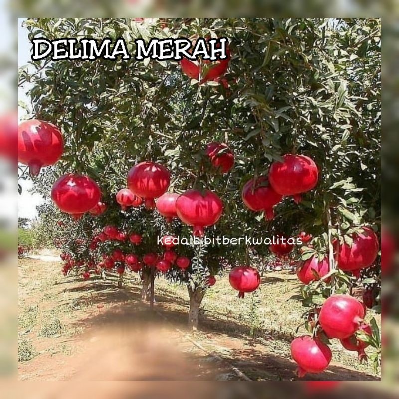 bibit delima merah super genjah