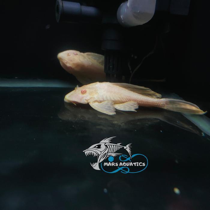 Ready IKAN HIAS GIBICEP BLOODY EYE PLECO L083 RED EYE ALBINO MATA MERAH SDG