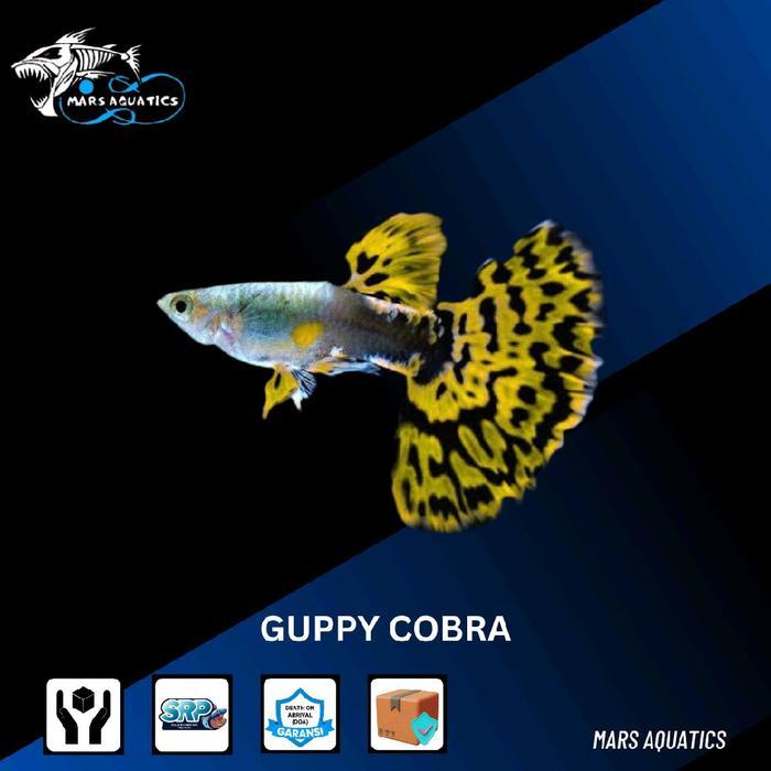 Ready IKAN GUPPY COBRA IKAN HIAS IKAN AQUASCAPE