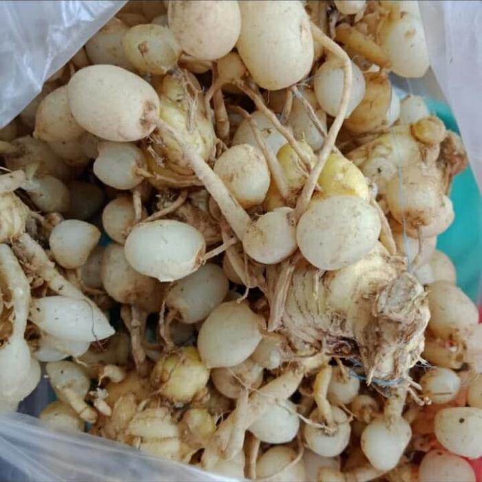 Kunyit Putih/Kunci Pepet/Temu Pepet Fresh 1kg