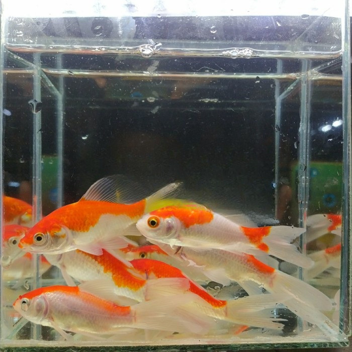 Ikan Komet Merah Slayer Penghias Aquarium Aquascape Gojek Only