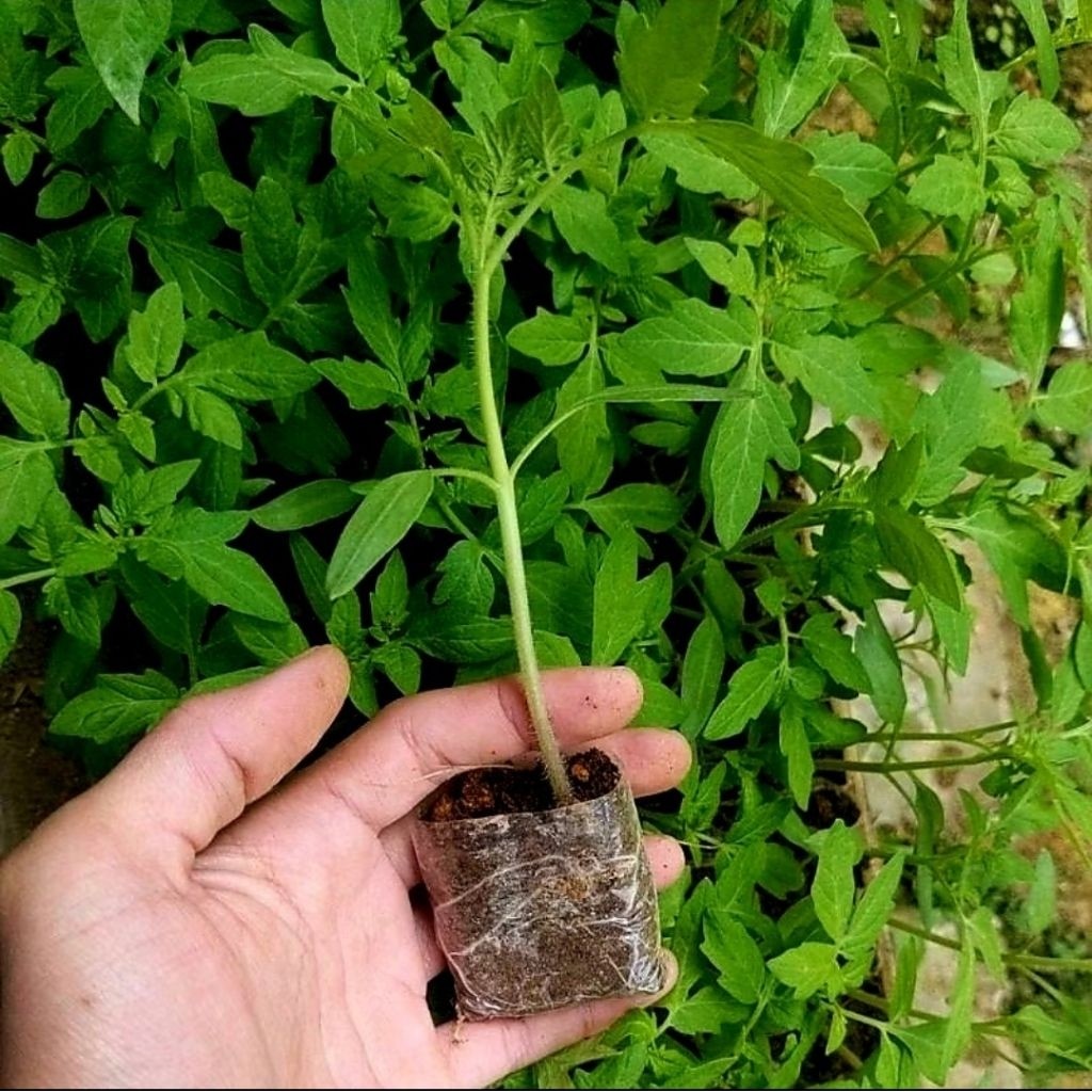 bibit tomat f1 unggul buah besar