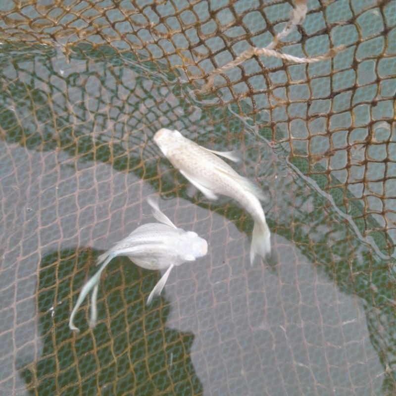 Hiasan Akuarium Ikan Molly Platinum 1 Pasang ( 1 pair )