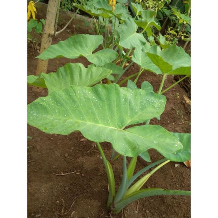 Daun talas segar / talas beneng / talas busil