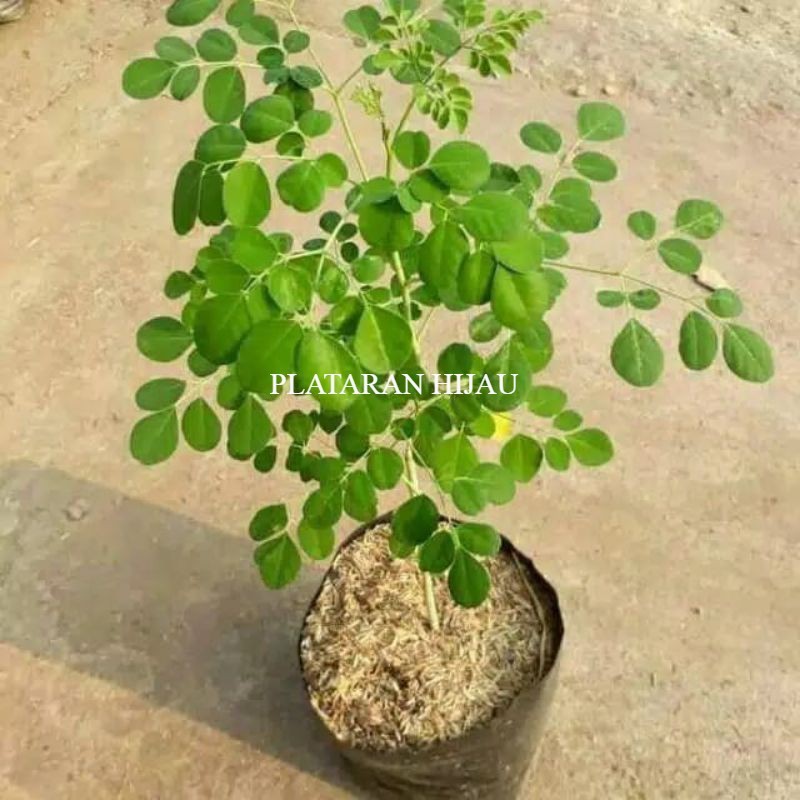 Bibit pohon kelor - pohon kelor