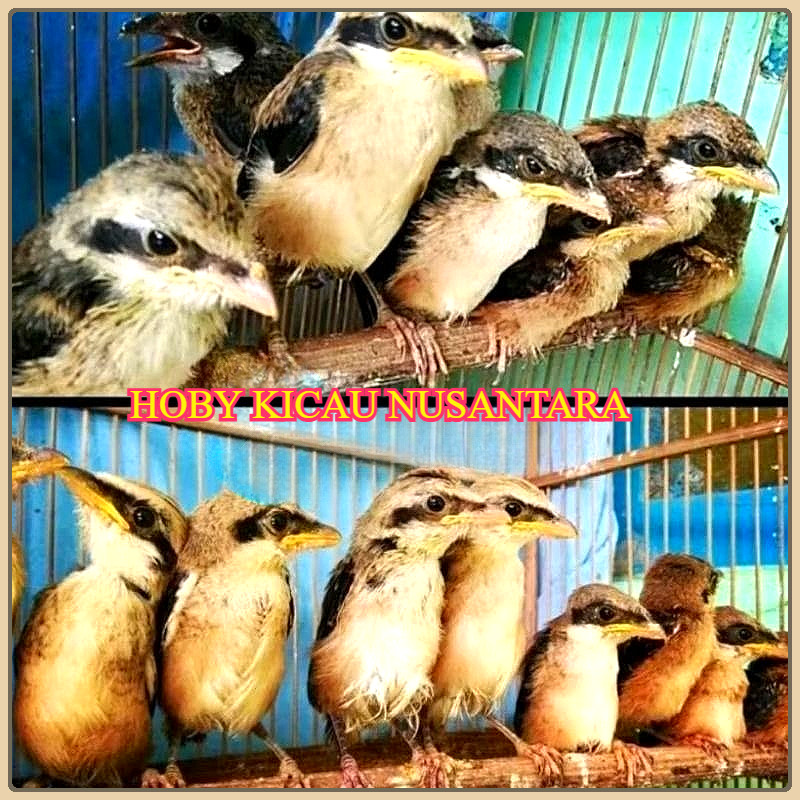 BURUNG PENTET CENTET ANAKAN LOLOHAN
