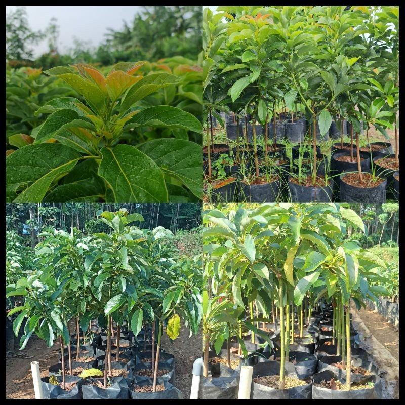 Paket Murah 5 Bibit Alpukat Jenis ( Aligator,Miki,Mentega,Markus,Red Vietnam )