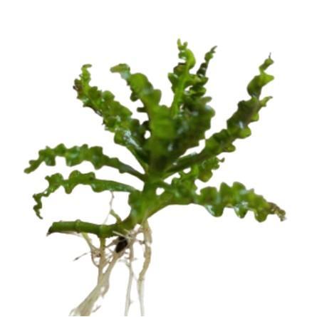 Pogestemon helferi downoi hiasan akurium tanamn aquascape dekorasi akurium ornamen