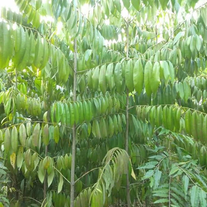 Pohon Eboni, tanaman kayu hitam