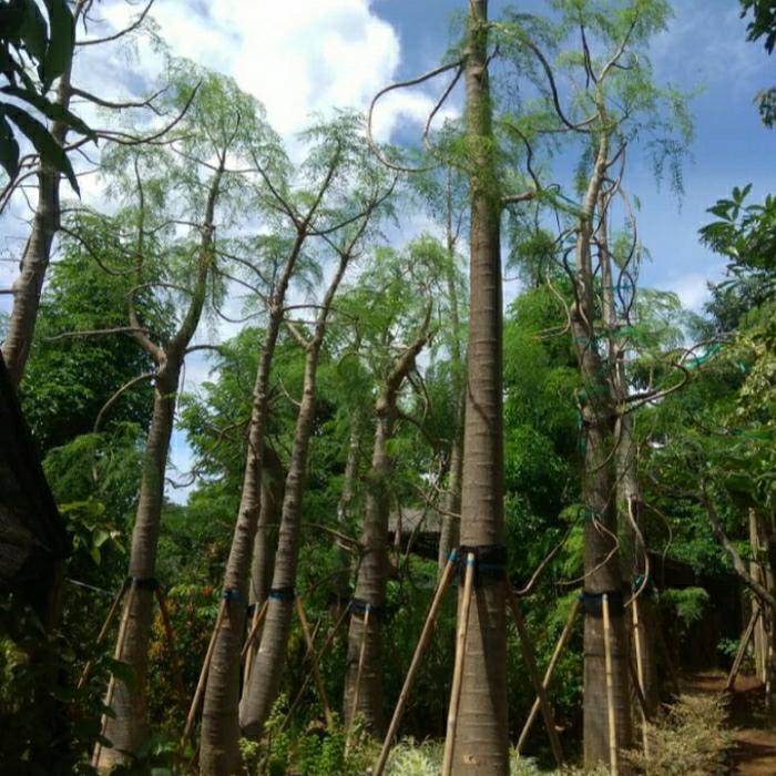 pohon kelor Afrika