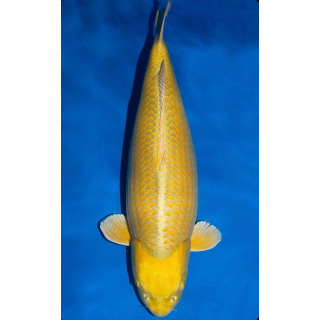 PROMO MURAH Koi ogon super cantik size 20-25cm berquality grade A Blitar