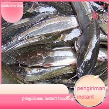 Bibit / benih ikan lele ukuran 16 - 20 cm per 100 ekor