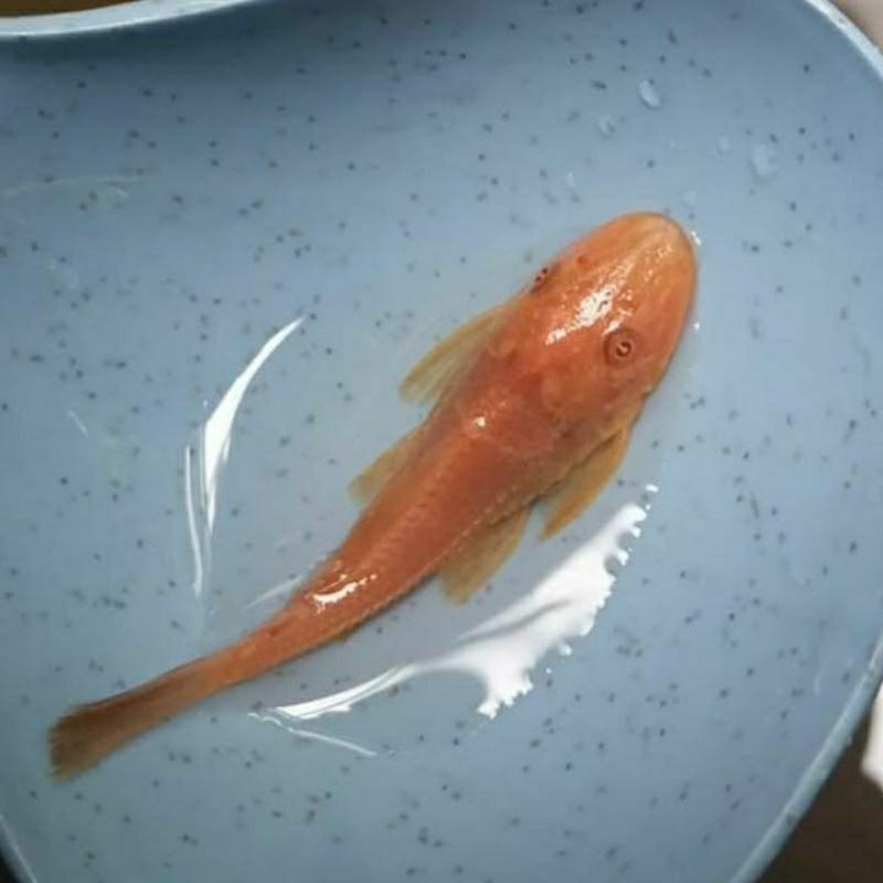 ikan sapu-sapu albino PAKET 10 ekr / ikan hias sapu2 albinio 6-7 cm / ikan hias sapu sapu albino