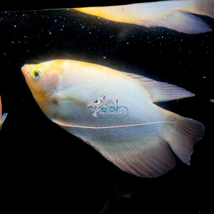 Ready IKAN HIAS GURAME PADANG SDG