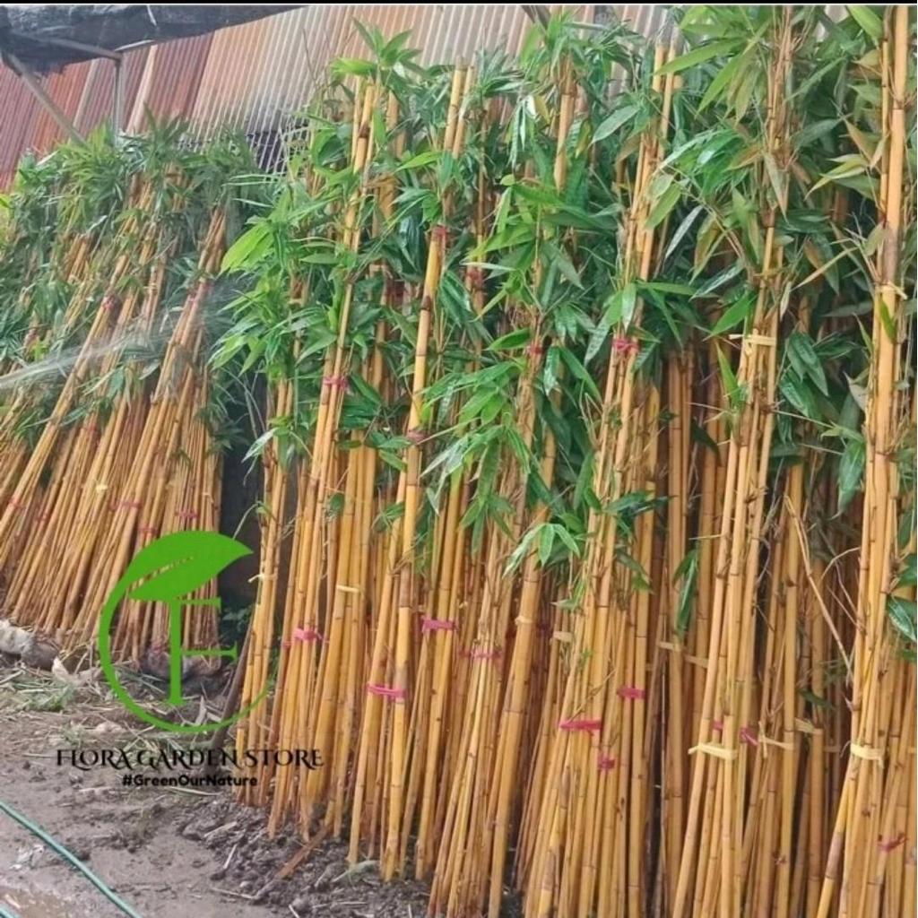 Artificial Pohon Bambu Kuning Pengusir Roh Jahat - Artificial Bambu Kuning 3-4 Batang TANAMAN