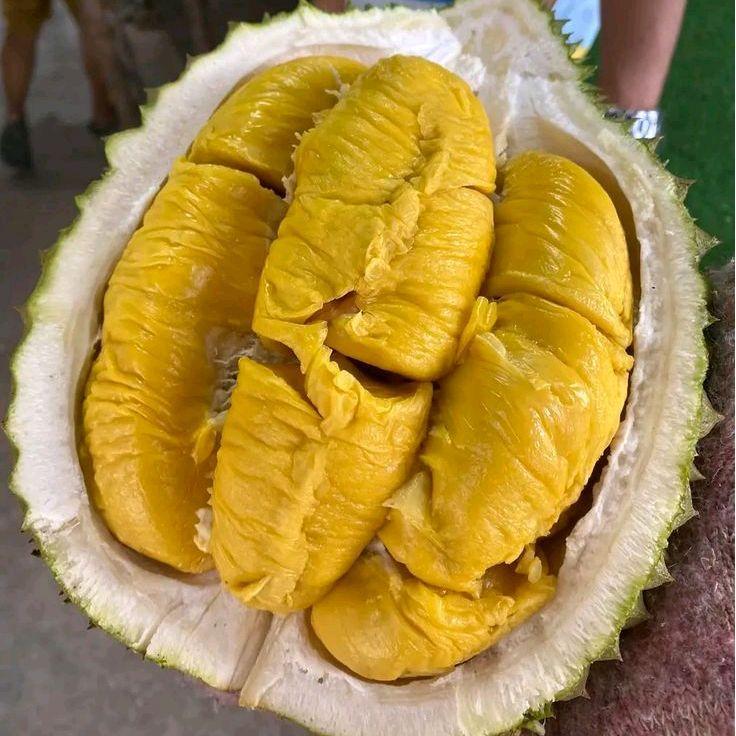 Bibit Tanaman Durian Bawor Okulasi Okulasi Asli Kualitas Terbaik
