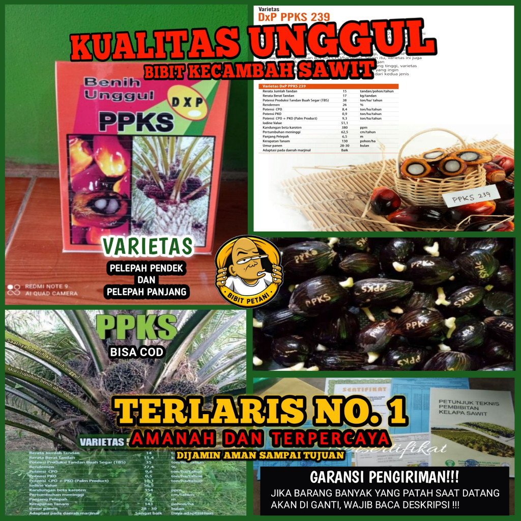 TERLARIS BENIH POLONG KECAMBAH BIBIT SAWIT DXP PPKS 239 UNGGUL BERSERTIFIKAT PELEPAH PANJANG DAN PEN