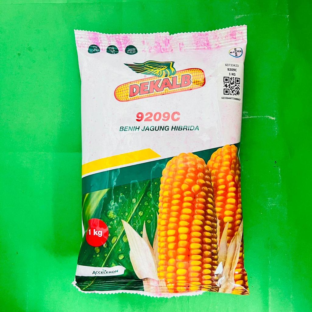 Benih jagung DEKALB 771 dekalb 9209c Jagung Hibrida isi 1kg dari ACCELERON
