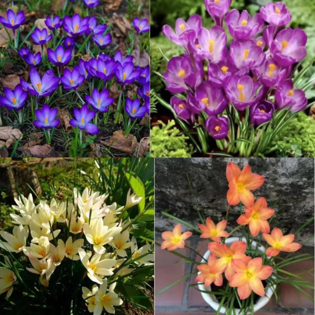 4 Paket Tanaman Hias Lili Hujan Rain Lily