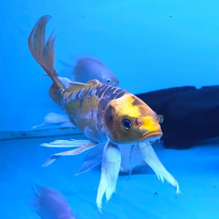 Ready IKAN HIAS IKAN KOI KUMPAY SLAYER BESAR