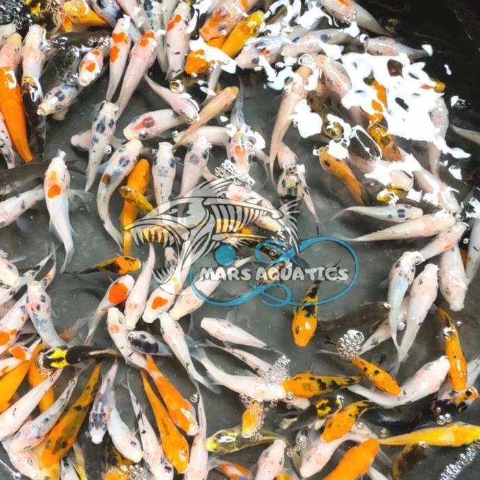 Ready IKAN HIAS BIBIT IKAN KOI