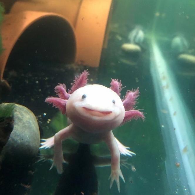 Ready IKAN HIAS AXOLOTL LEUQISTIC SALAMANDER