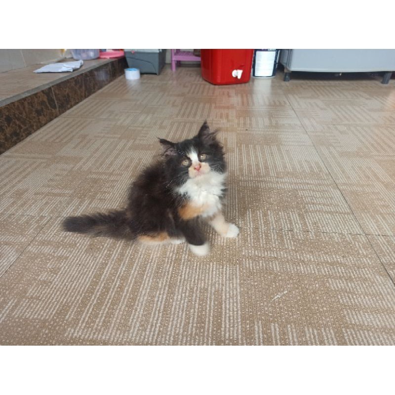 Kucing Kitten Persia Calico Surabaya Malang