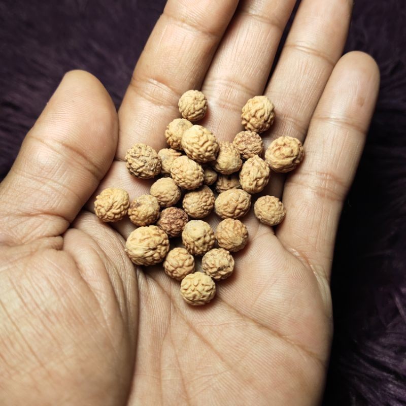 Biji Bidara | Per 1 Biji | Benih Bidara Arab / Sidr Asli | ARSppp