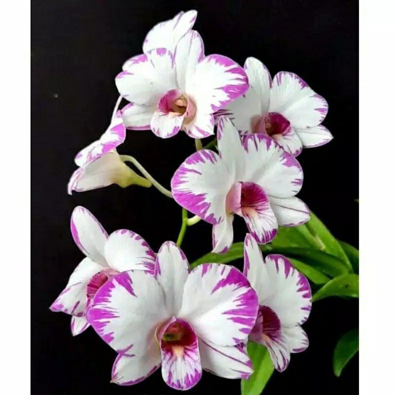 ANGGREK DENDRO ENOBI SPLASH DEWASA