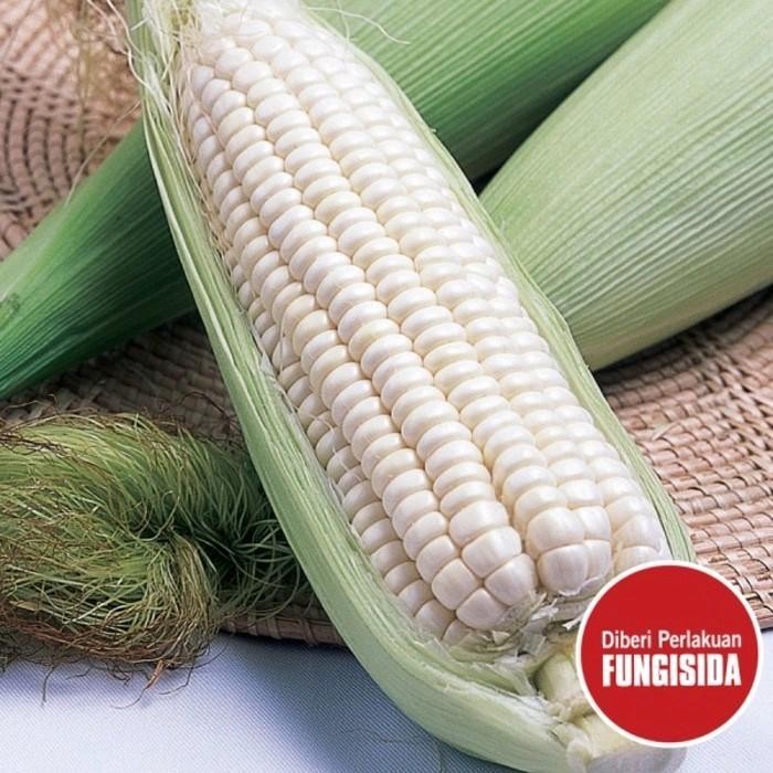 TERMURAH COD 1kg bibit benih jagung putih jagung ketan