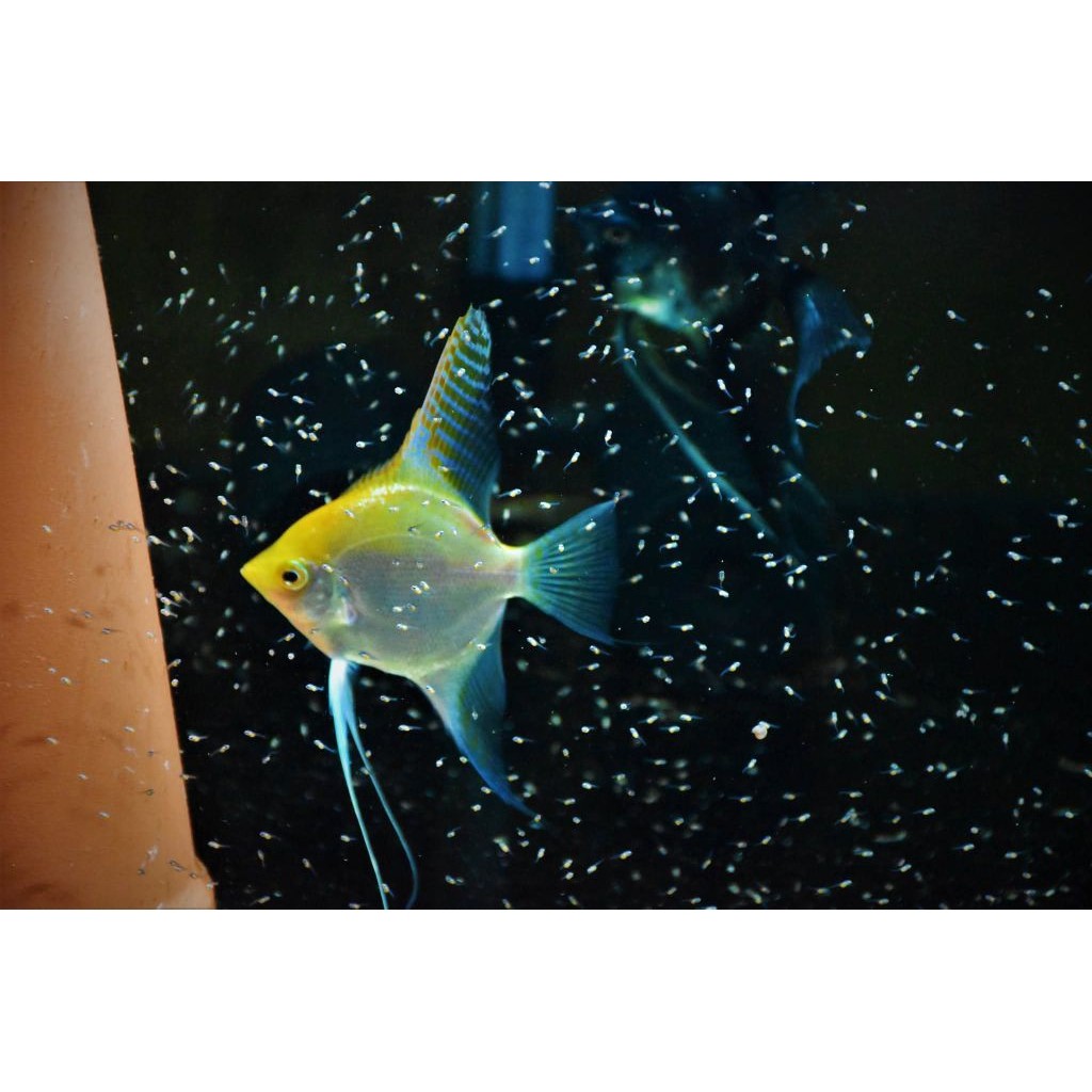 manfish golden -+4m. hiasan aquarium