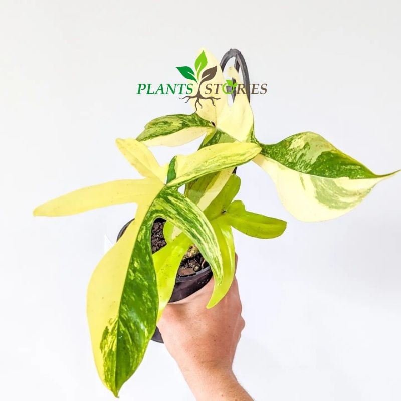 Philo Flobe Varigata / Philodendron Florida Beauty Variegata var