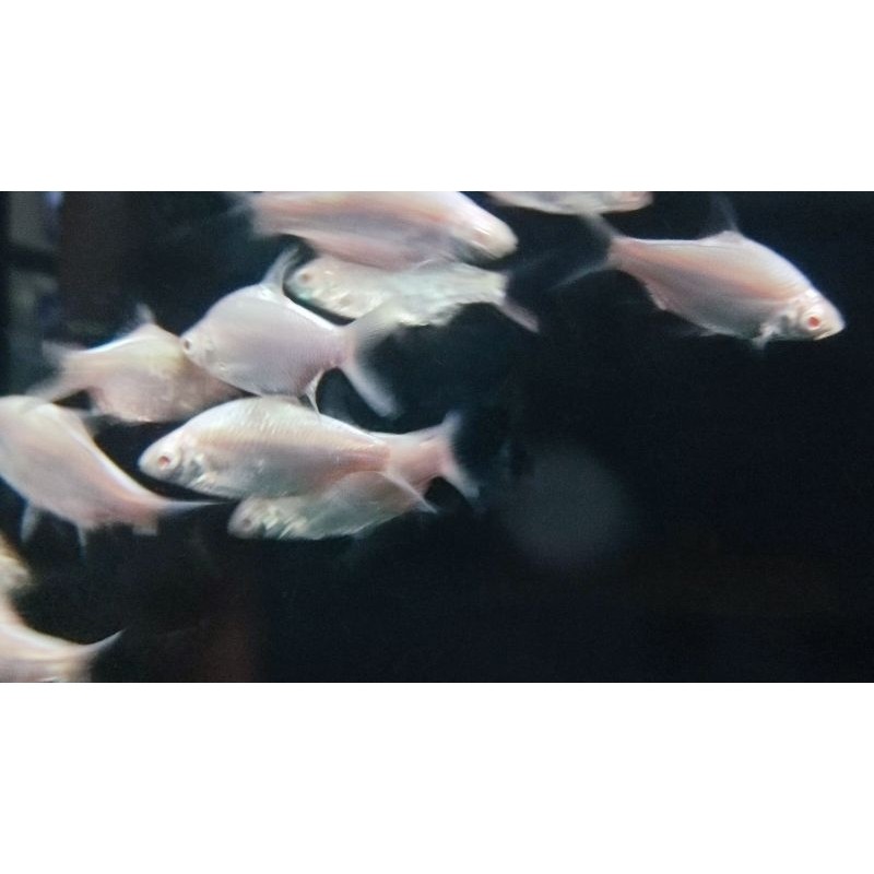 ikan kaviat platinum ukuran 5-7 cm ( PAKET ISI 3 )