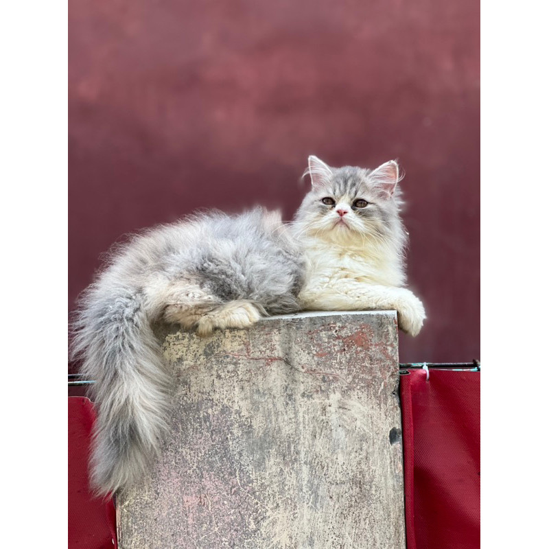 vitamin kucing persia longhair