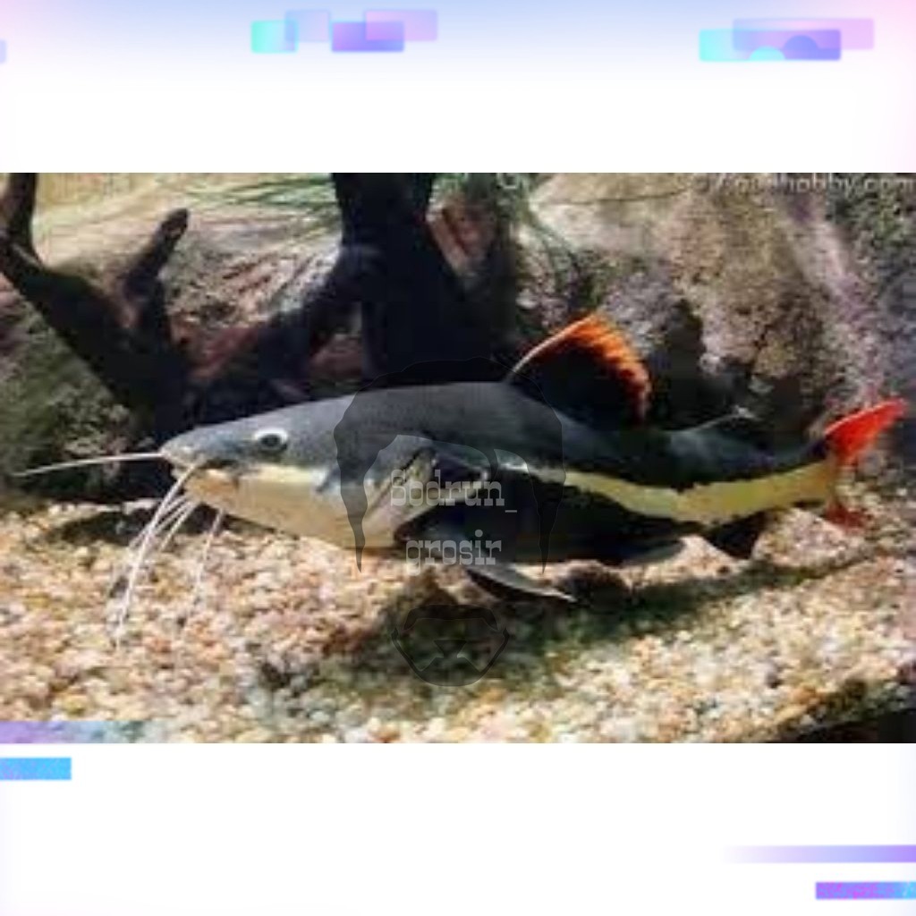 Ikan RTC / Red Tail Catfish 10-12cm / Hiasan Aquarium / Lele Aquarium