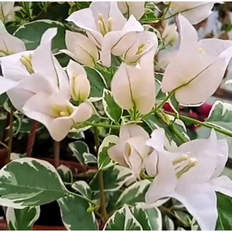 Bibit Bugenvil varigata bunga putih crem | Bougenville bunga kertas