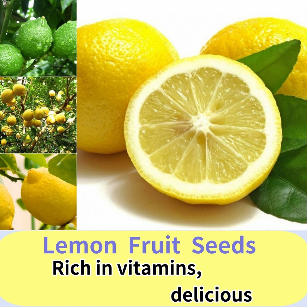 20 Bibit / Benih / Seed Buah Jeruk Lemon Lokal benih Tanaman Buah Jeruk Lemon California