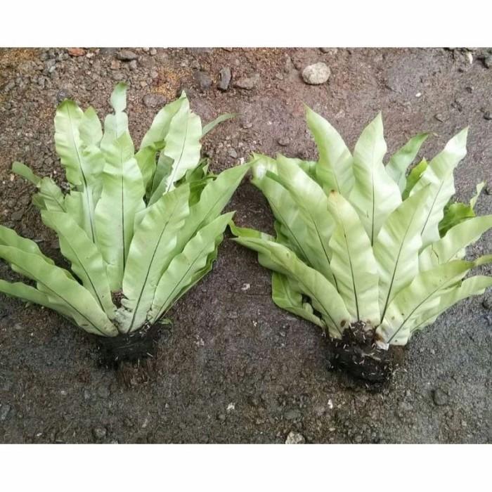 kadaka lokal / kadaka biasa / kadaka tempel