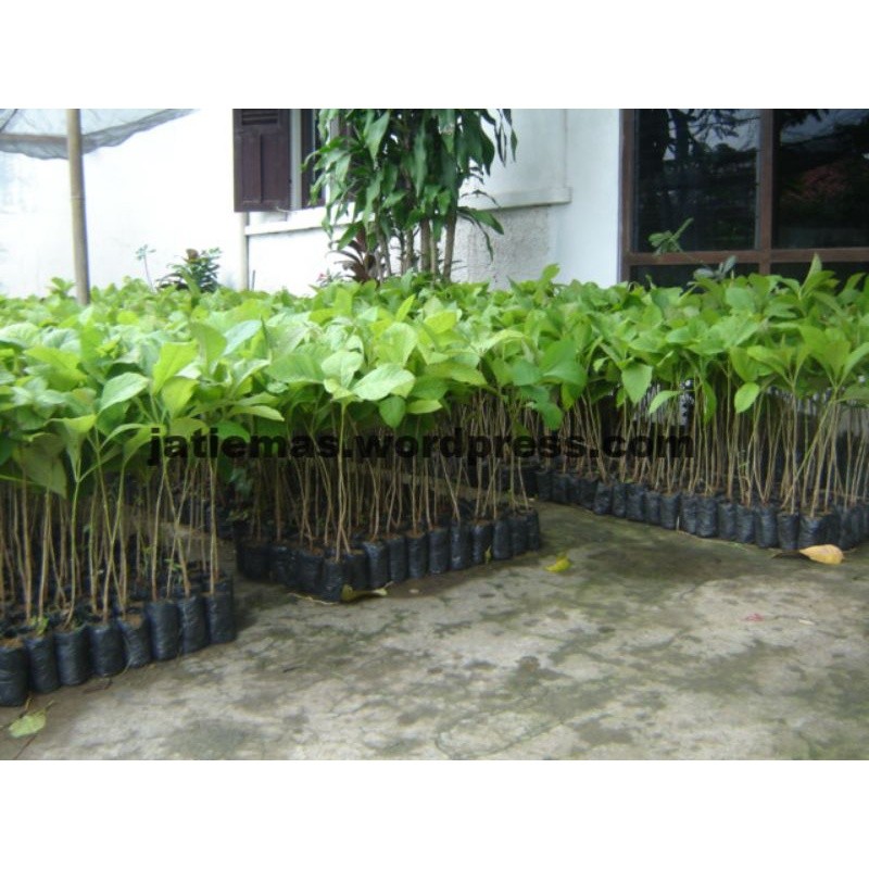 Bibit tanaman  kayu pohon jati emas
