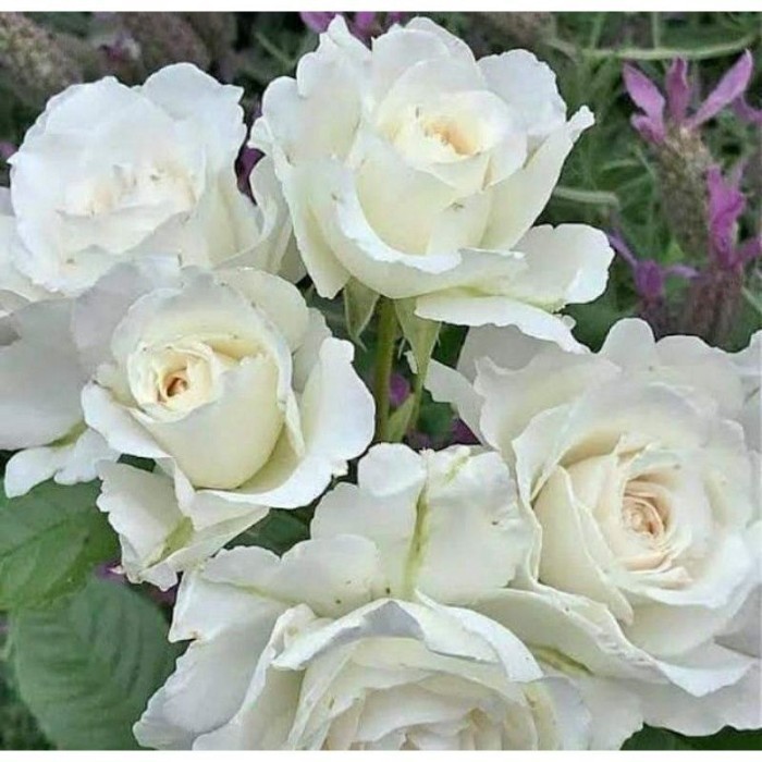 PROMOTANAMAN HIAS MAWAR IMPOR PUTIH//MAWAR IMPOR HIDUP - BUNGA HIAS MAWAR - TANAMAN HIAS BUNGA - BUN