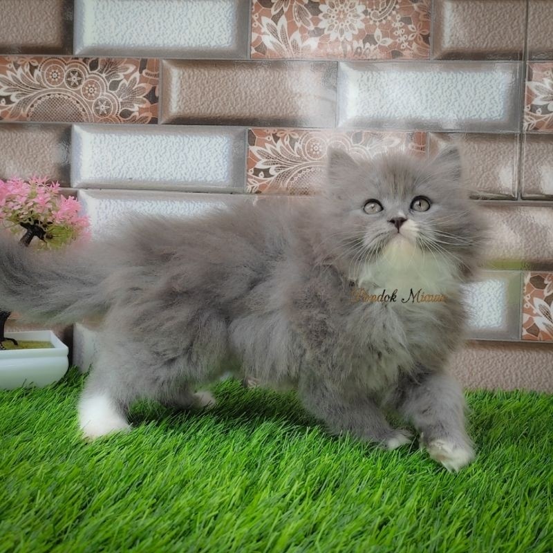 Kucing Persia Anak Kucing Flatnose Blue Silver Simetris Peaknose Kitten Himalaya Ragdoll Munchkin Lu