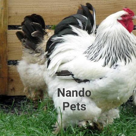 Bird.ID Ayam Brahma - Ayam Hias - Ayam India