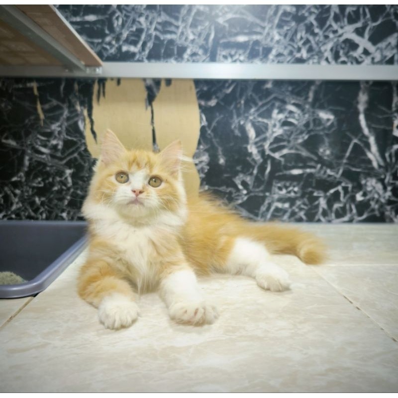 Kucing Persia Anggora Himalaya Ragdoll Kitten