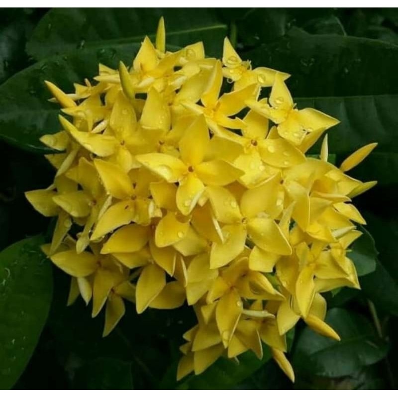 new Tanaman Hias Asoka Yellow