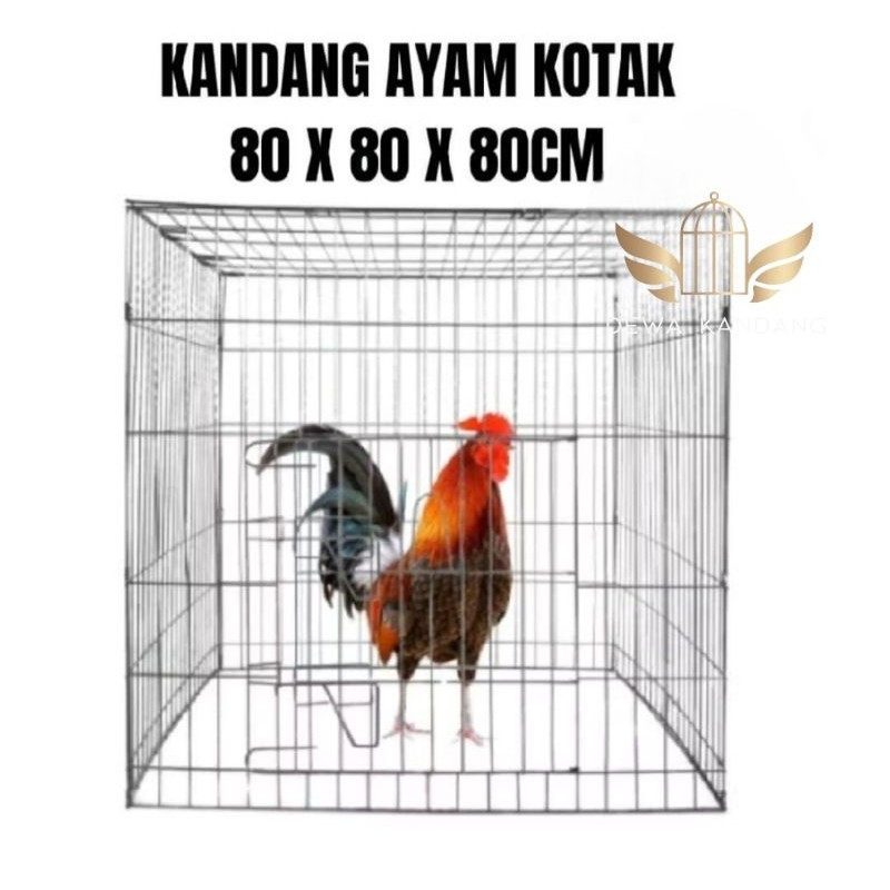 kandang ayam bangkok 80x80x80 sistem lipat pakai ring multi pungsi