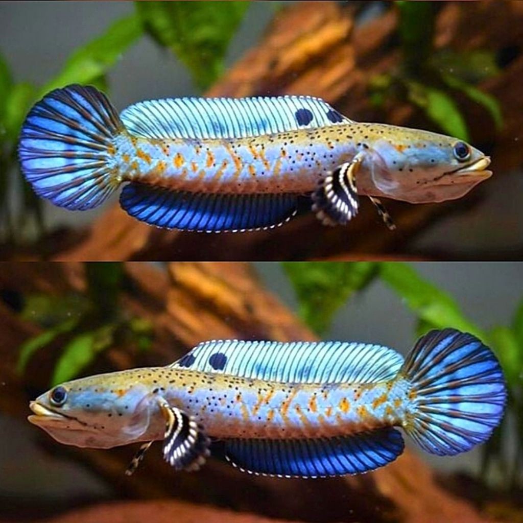 Blue Channa Blue Pulchra 8_10 Cm Terlaris ys sentarum