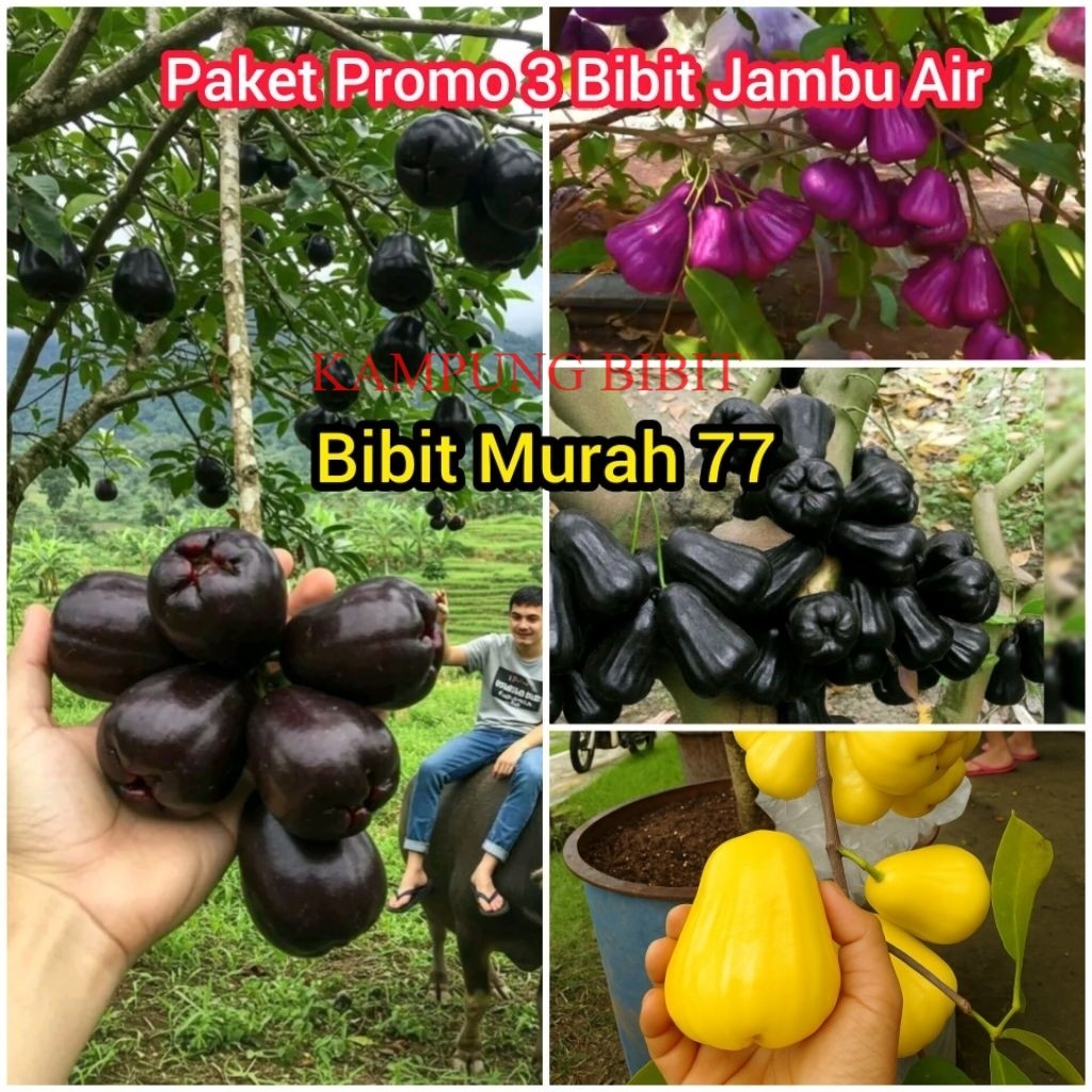PROMO Paket 3 Bibit Jambu Air Madu Kuning, Jambu Air Citra Ungu, Jambu Air Hitam Black Guava Super