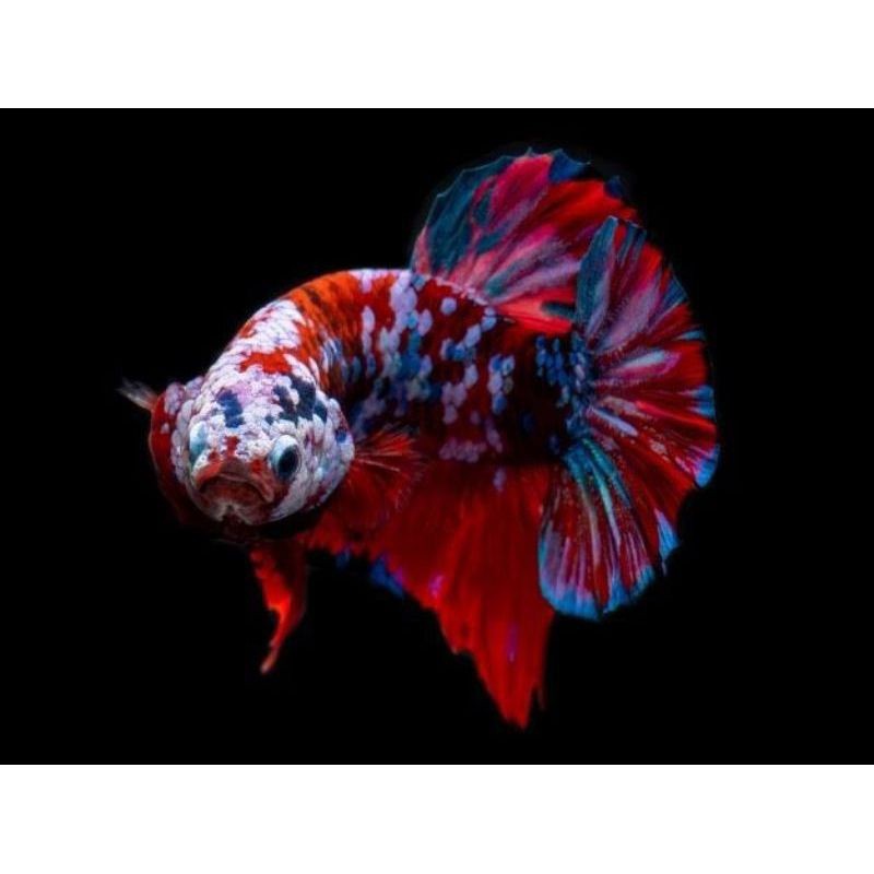 HIASAN AQUARIUM IKAN CUPANG PLAKAT PK MULTYCOLOR SEPASANG JANTAN ATAU BETINA . BISA COD