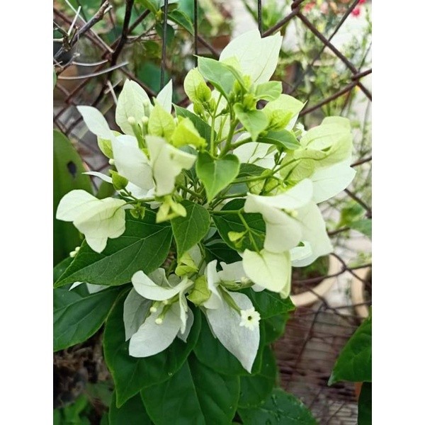 Bougenville Ekor Musang Putih bibit ori